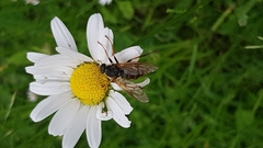 Coenomyia