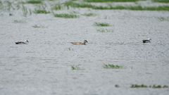 Nettapus coromandelianus