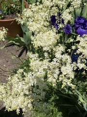 Filipendula ulmaria