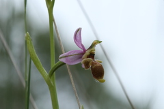 Ophrys scolopax