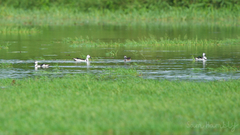 Nettapus coromandelianus
