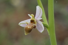 Ophrys scolopax