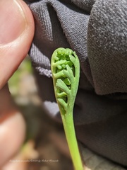 Botrychium ascendens