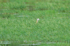 Hydrophasianus chirurgus