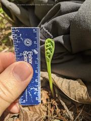 Botrychium ascendens