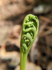 Botrychium ascendens