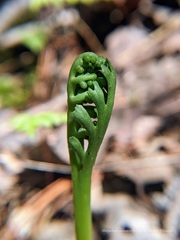 Botrychium ascendens