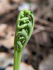 Botrychium ascendens