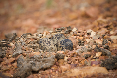 Vanellus indicus atronuchalis