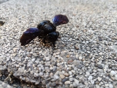 Xylocopa valga