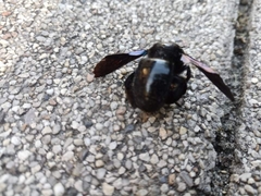 Xylocopa valga