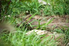 Caprimulgus asiaticus