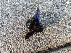 Xylocopa valga