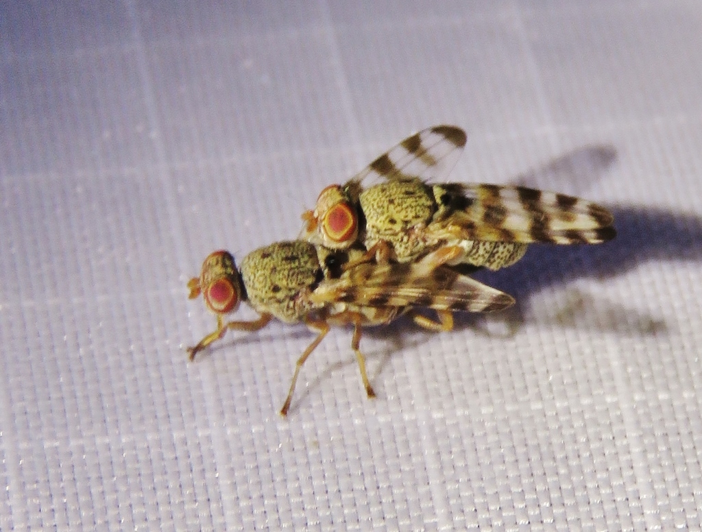 Pseudotephritina cribellum