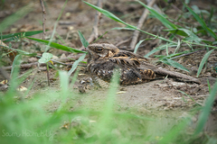 Caprimulgus asiaticus