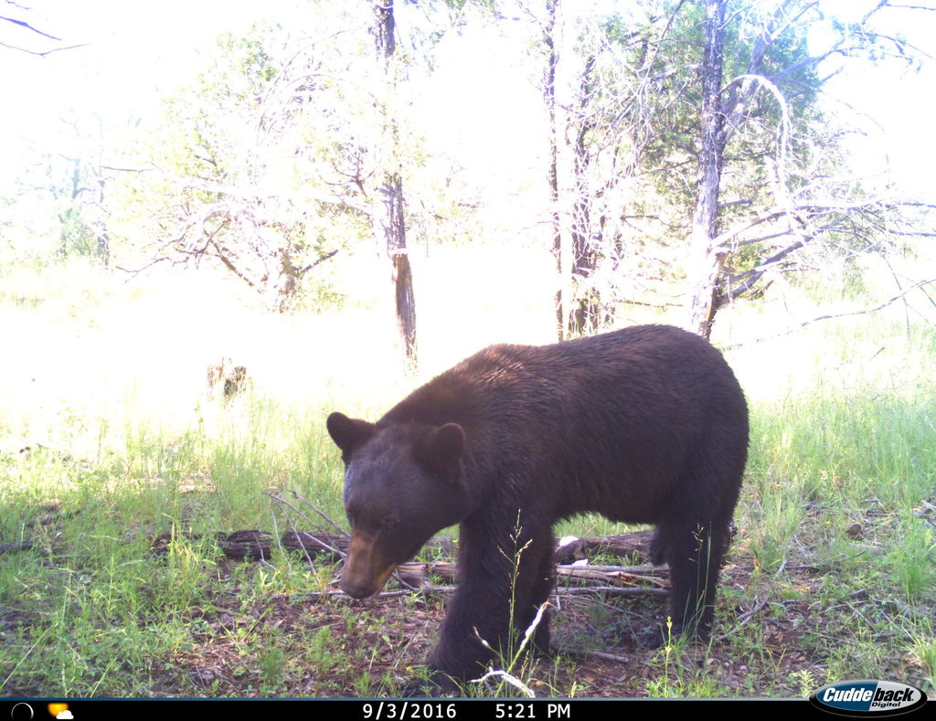 West Mexican Black Bear