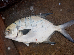 Trachinotus marginatus