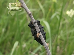 Capnodis
