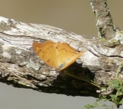 Polyura zoolina