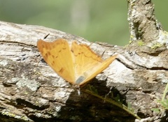 Polyura zoolina