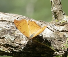 Polyura zoolina