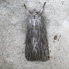Catabena lineolata