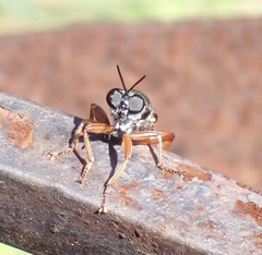 Storthyngomerus