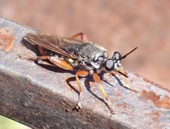 Storthyngomerus