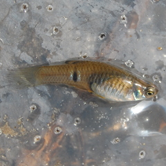Phalloceros caudimaculatus
