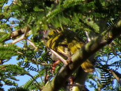 Apalis flavida neglecta