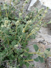 Phlomis lanata