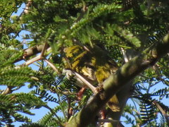 Apalis flavida neglecta