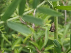 Centrotus