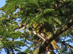 Apalis flavida neglecta