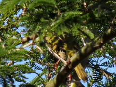 Apalis flavida neglecta