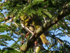 Apalis flavida neglecta