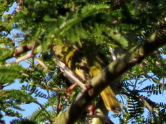 Apalis flavida neglecta