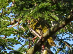 Apalis flavida neglecta