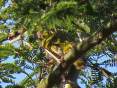 Apalis flavida neglecta