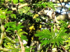 Apalis flavida neglecta