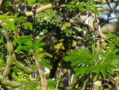 Apalis flavida neglecta