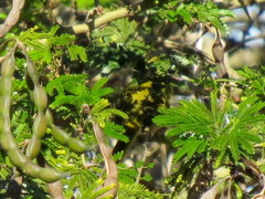 Apalis flavida neglecta