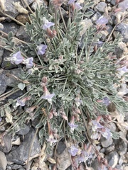 Astragalus calycosus