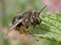 Anthophora quadrimaculata