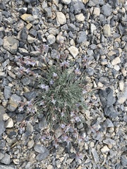 Astragalus calycosus