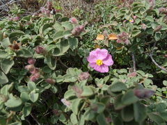 Cistus parviflorus