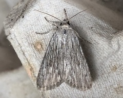Catabena lineolata