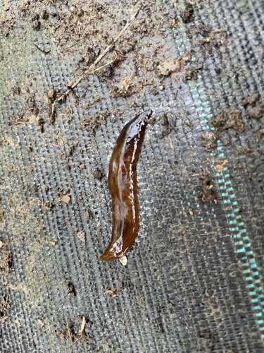Obama Flatworm, Ke Stromkům, Olomouc, Olomoucký, CZ, photo 5 of 10