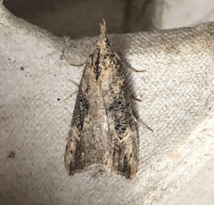 Hypena humuli
