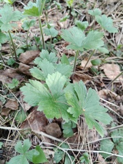 Anemonastrum baicalense
